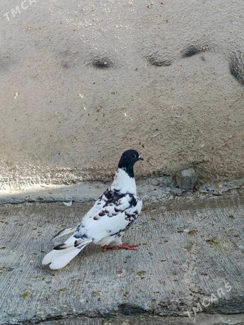 kepderi - Hitrowka - img 2