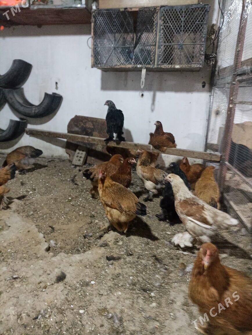 товук сатлык - Mary - img 2