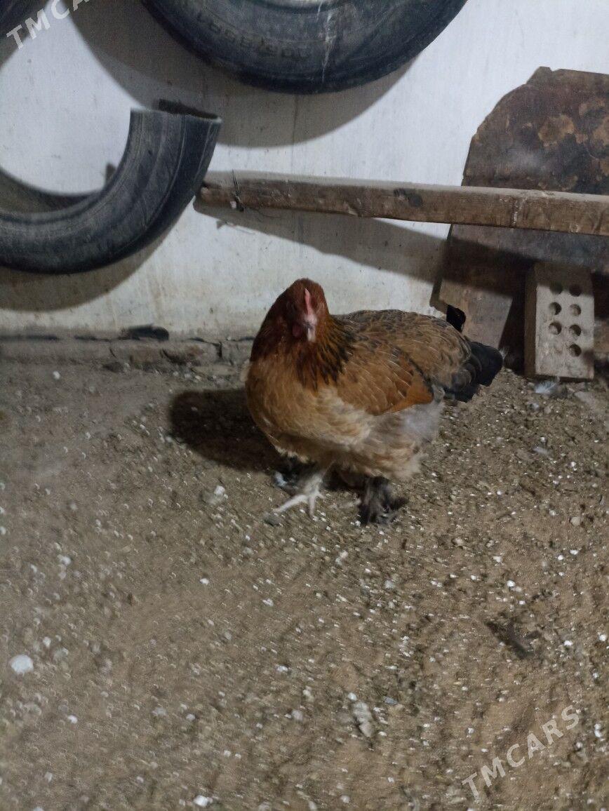 товук сатлык - Mary - img 3