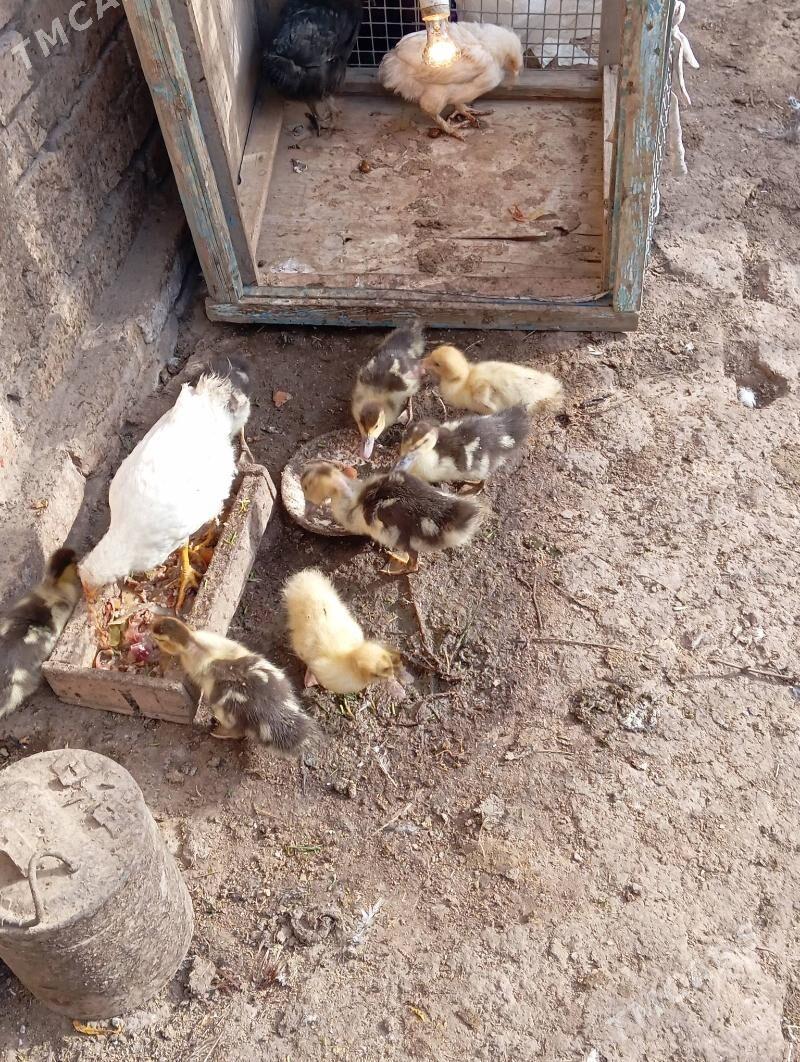 индоуточки цеплята - Türkmenabat - img 2