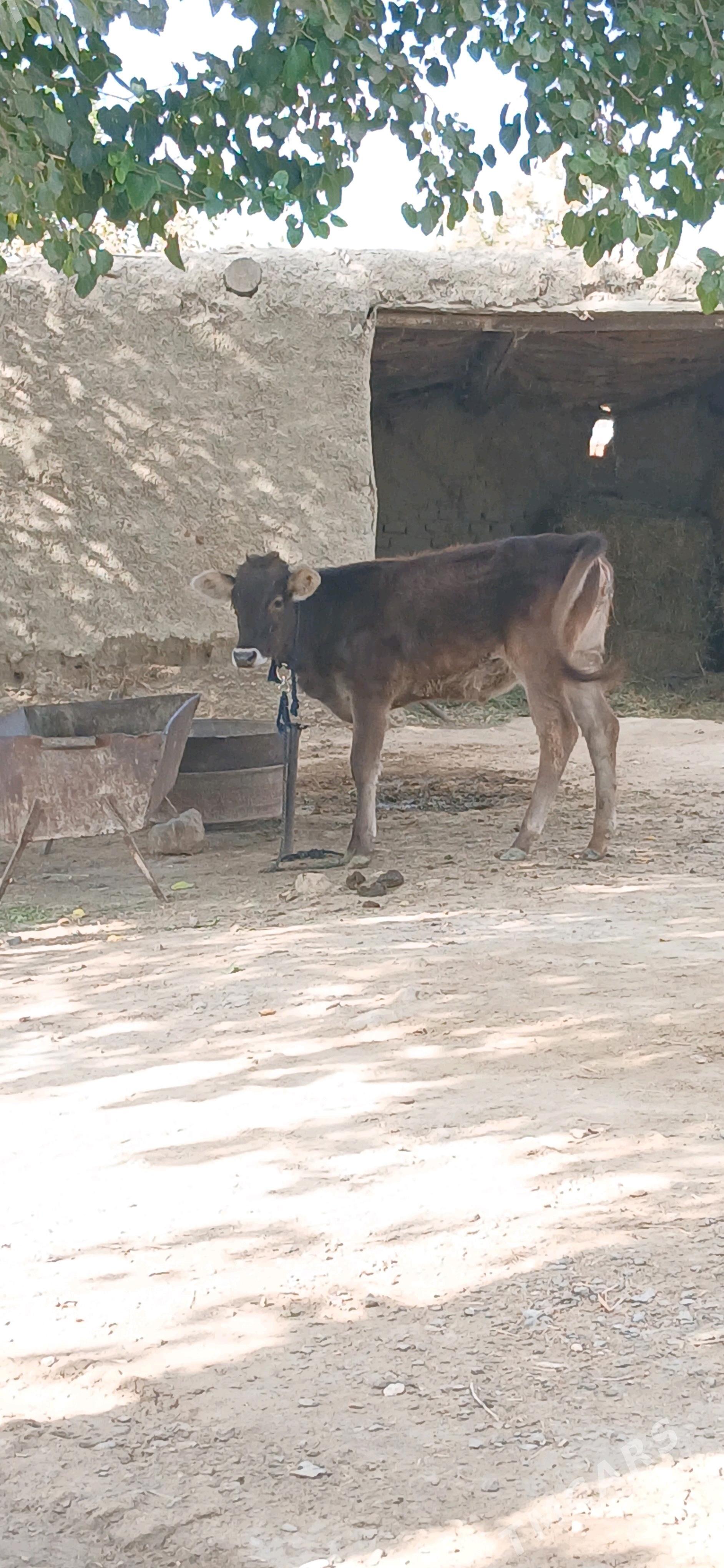 Tùwe - Бахарден - img 2