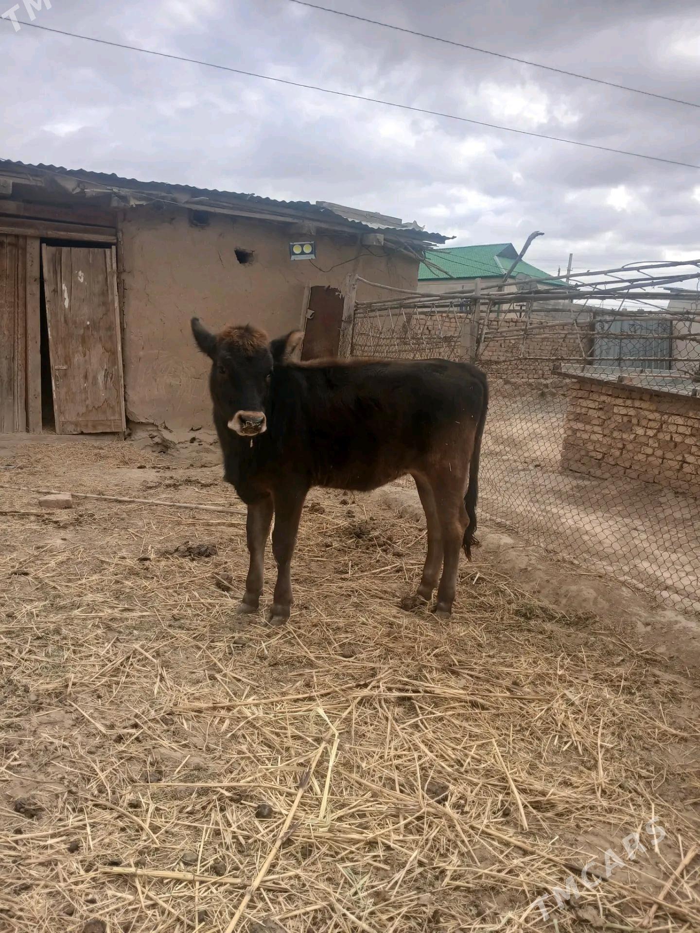 okuz tuwe - Magtymguly - img 2