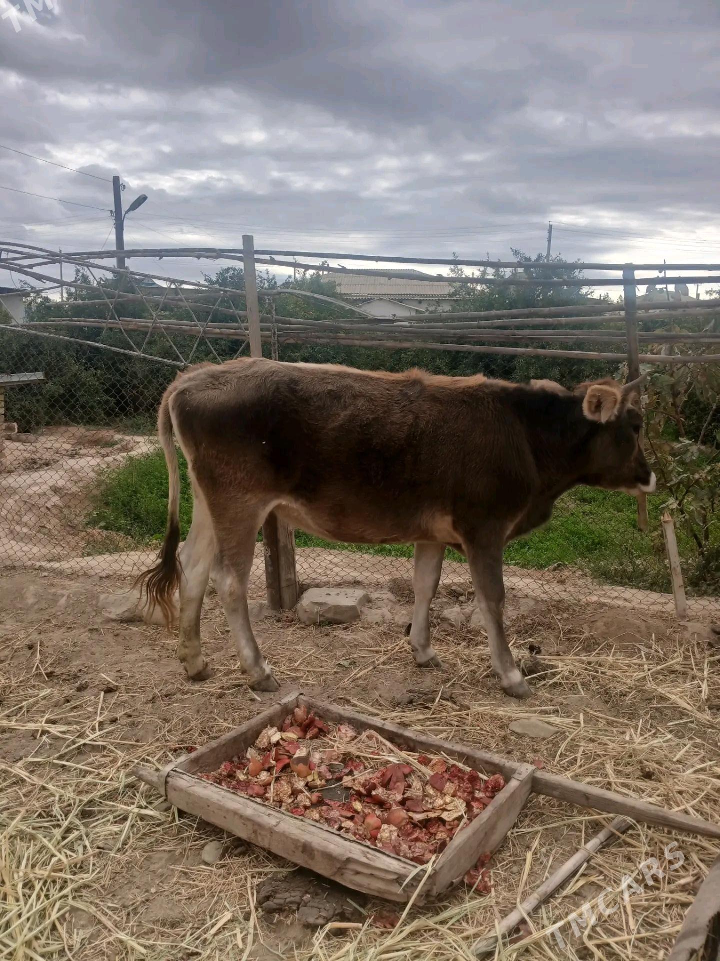 okuz tuwe - Magtymguly - img 3