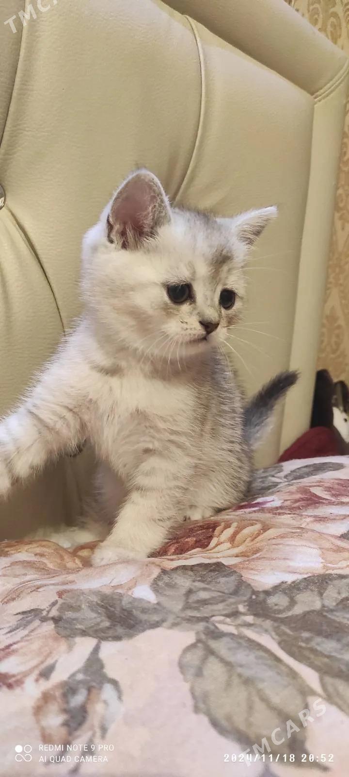 Чистокровные шотландцы. - Ашхабад - img 5