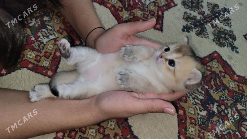 Чистокровные шотландцы. - Ашхабад - img 3