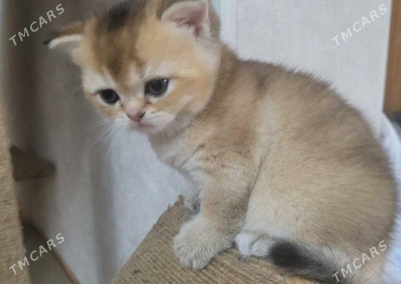 Чистокровные шотландцы. - Ашхабад - img 2