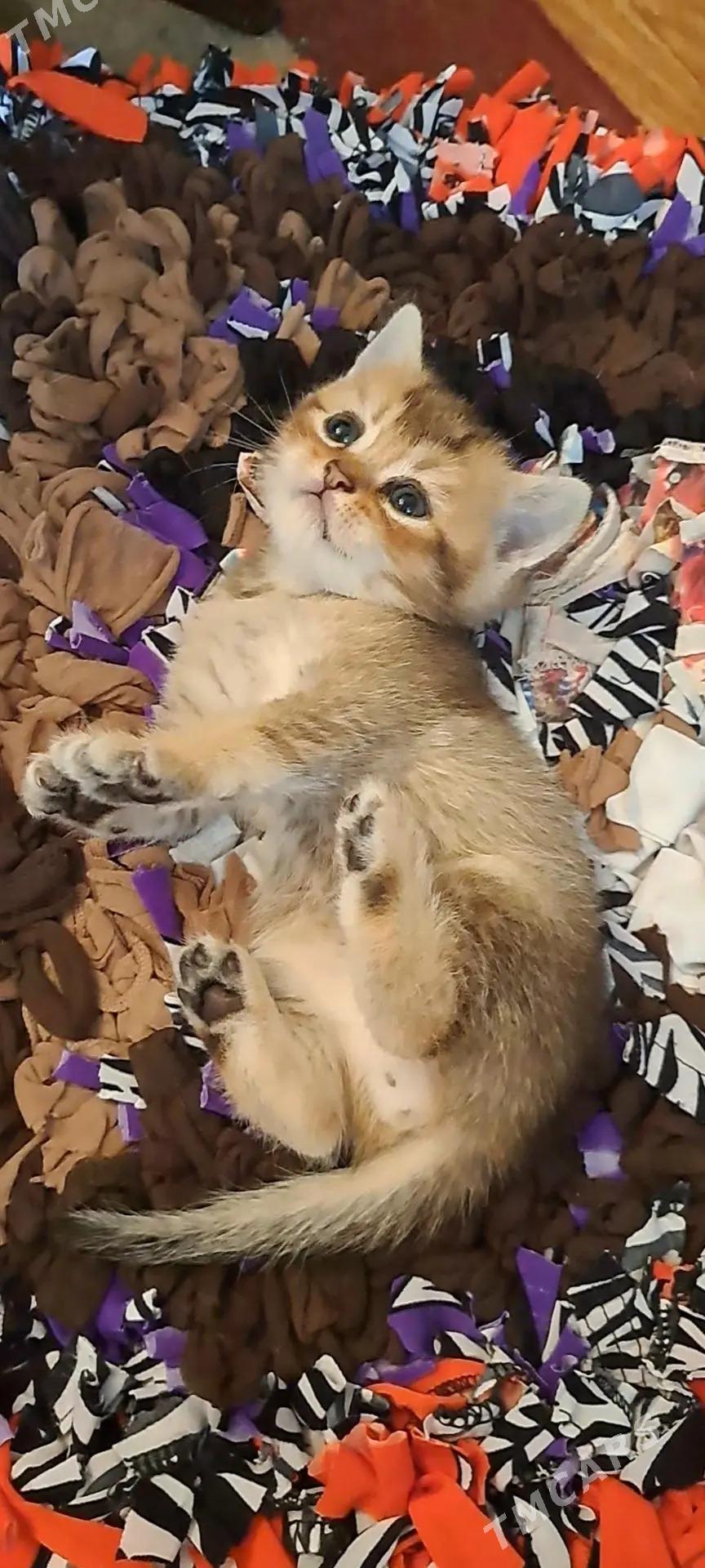 Чистокровные шотландцы. - Ашхабад - img 4