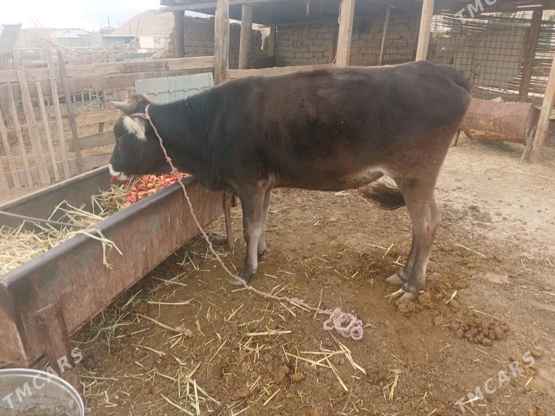 okuz tuwe - Magtymguly - img 4