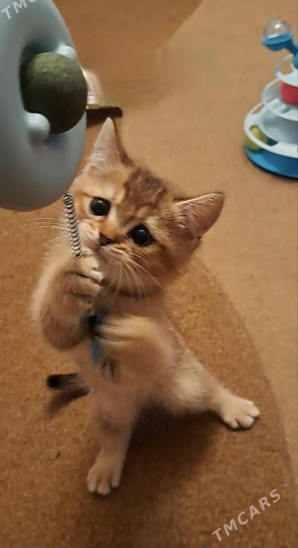 Чистокровные шотландцы. - Ашхабад - img 6