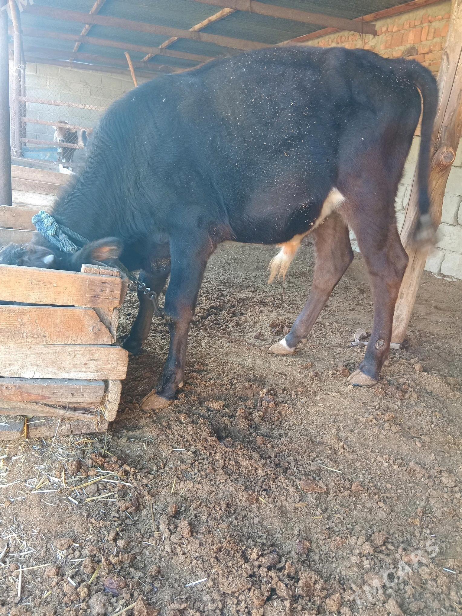 tohum öküz - Bäherden - img 2