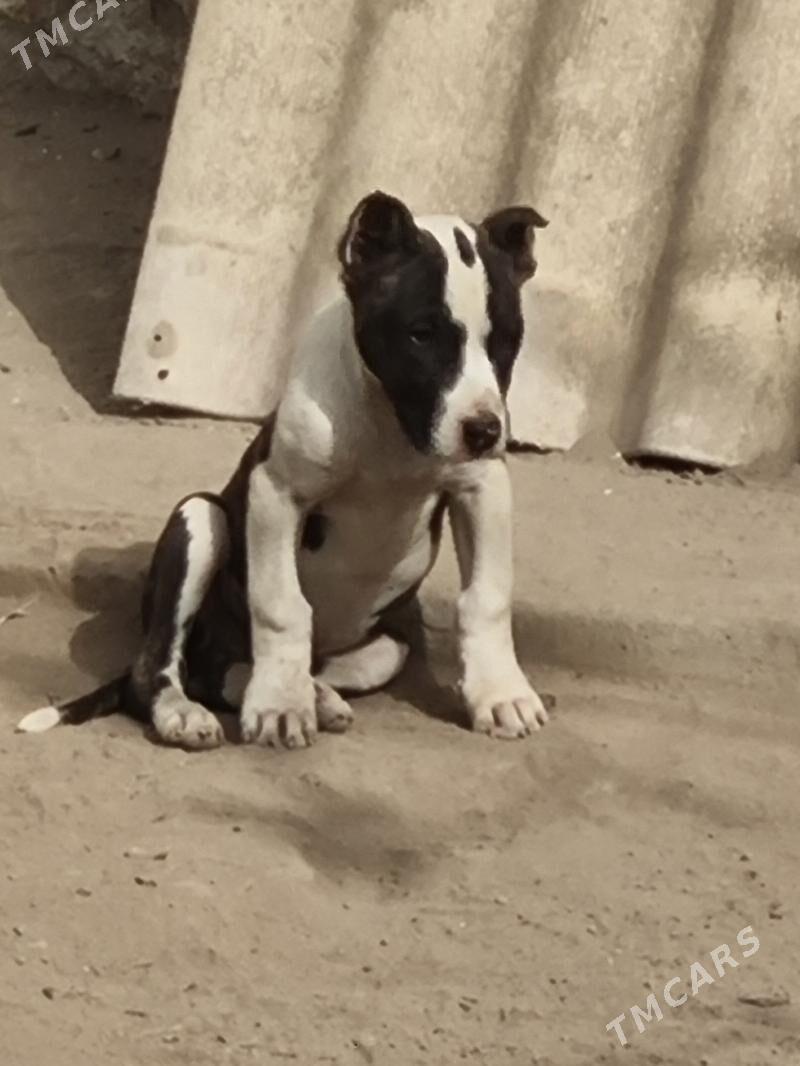 Pitbul   Амстаф - Türkmenabat - img 4