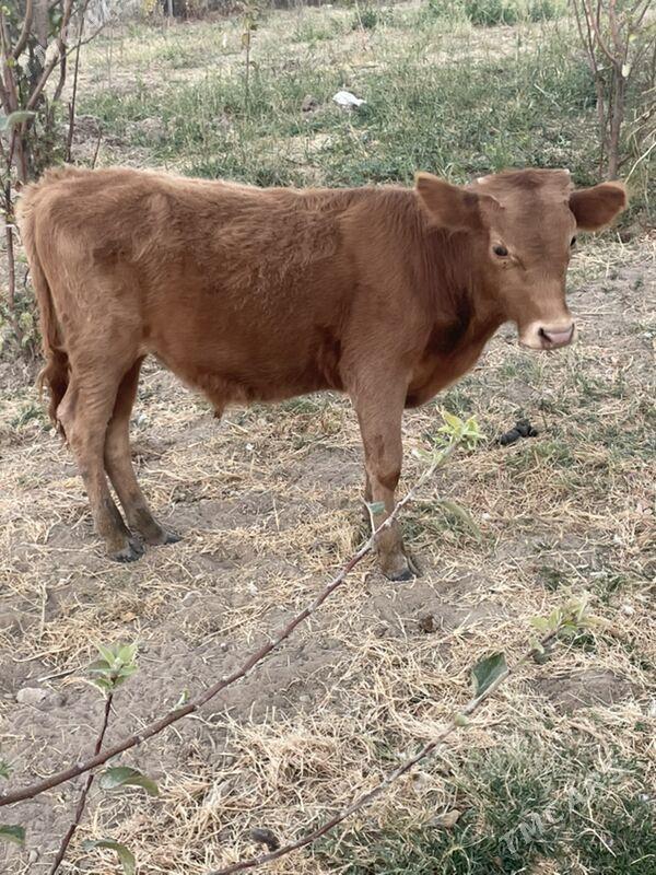 swes okuz - Багир - img 2