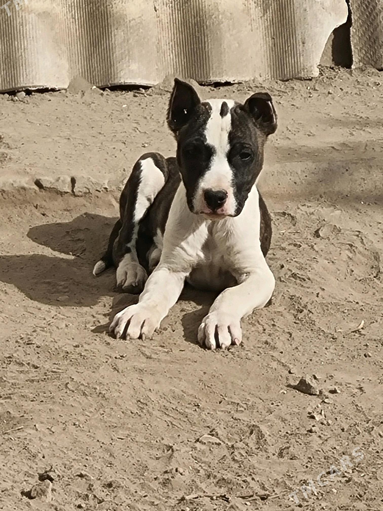 Pitbul   Амстаф - Türkmenabat - img 3