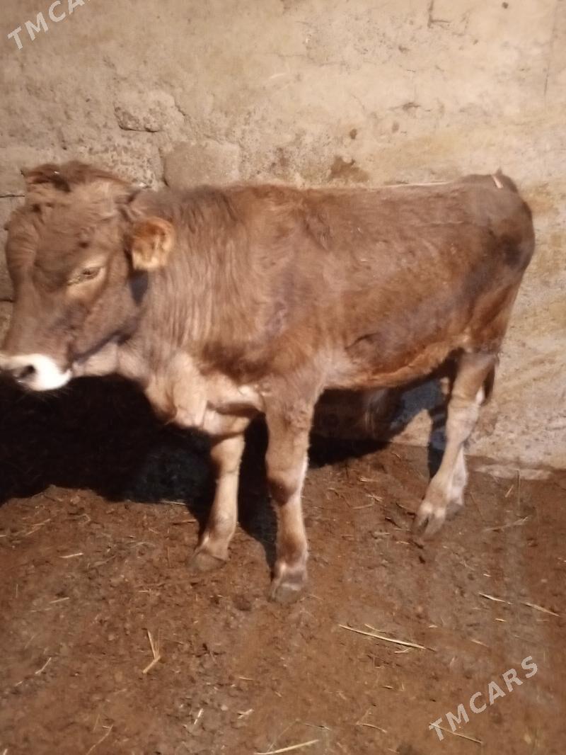 Öküz - Ашхабад - img 2