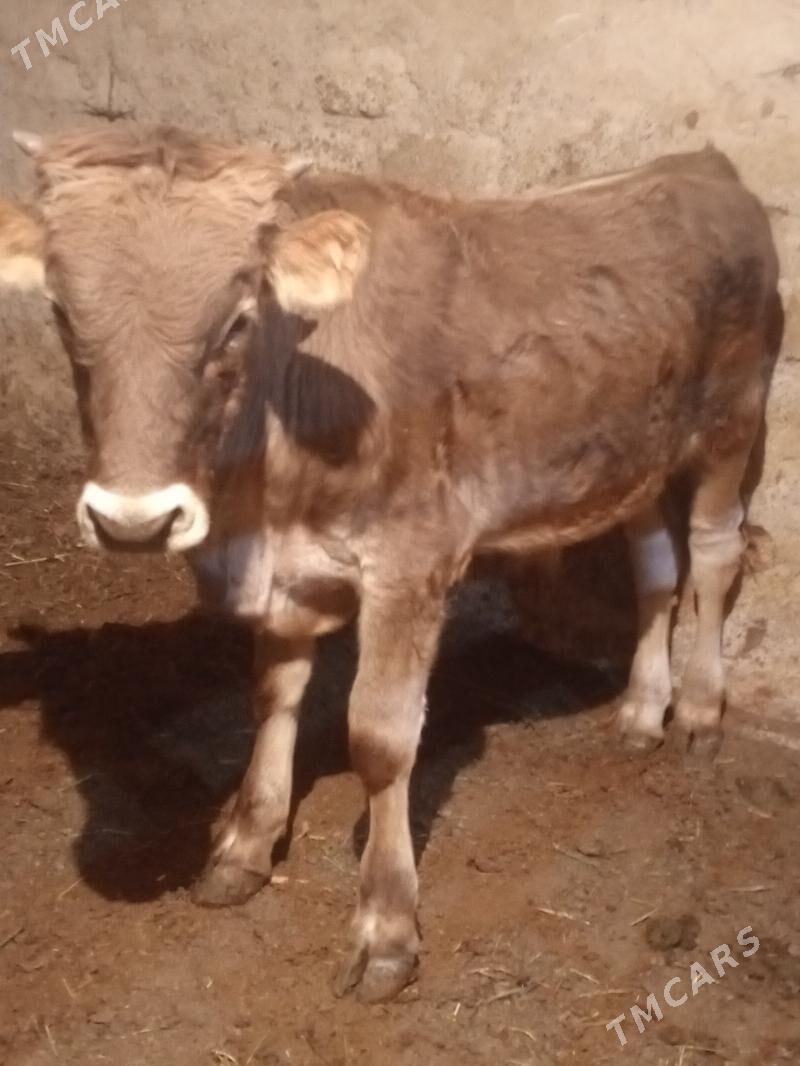 Öküz - Ашхабад - img 4