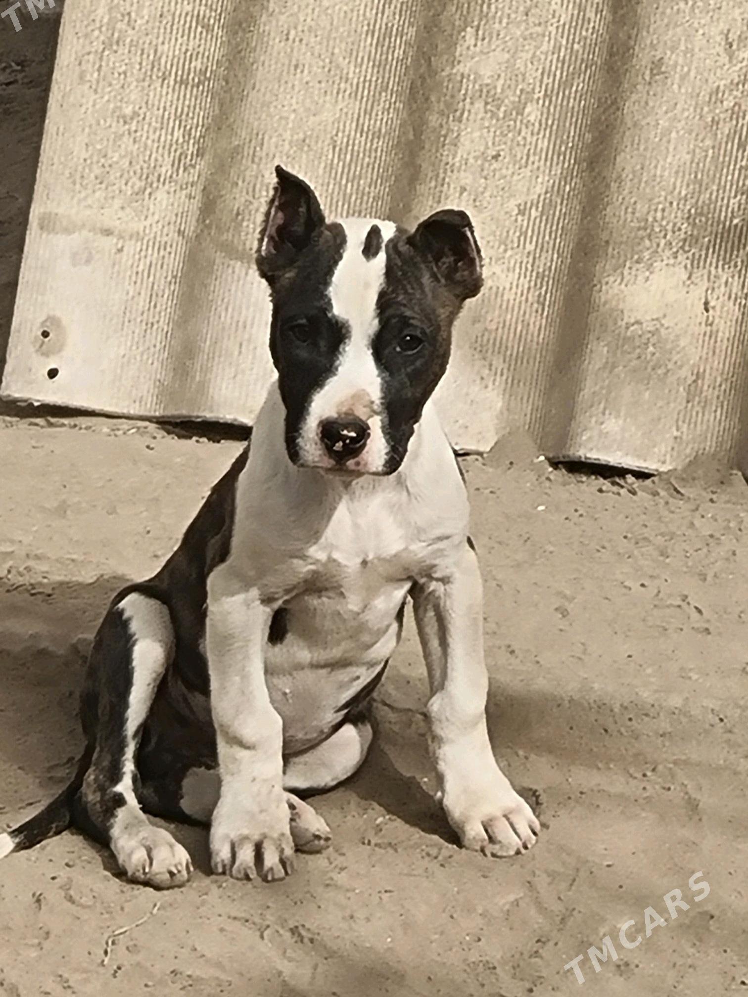 Pitbul   Амстаф - Türkmenabat - img 2