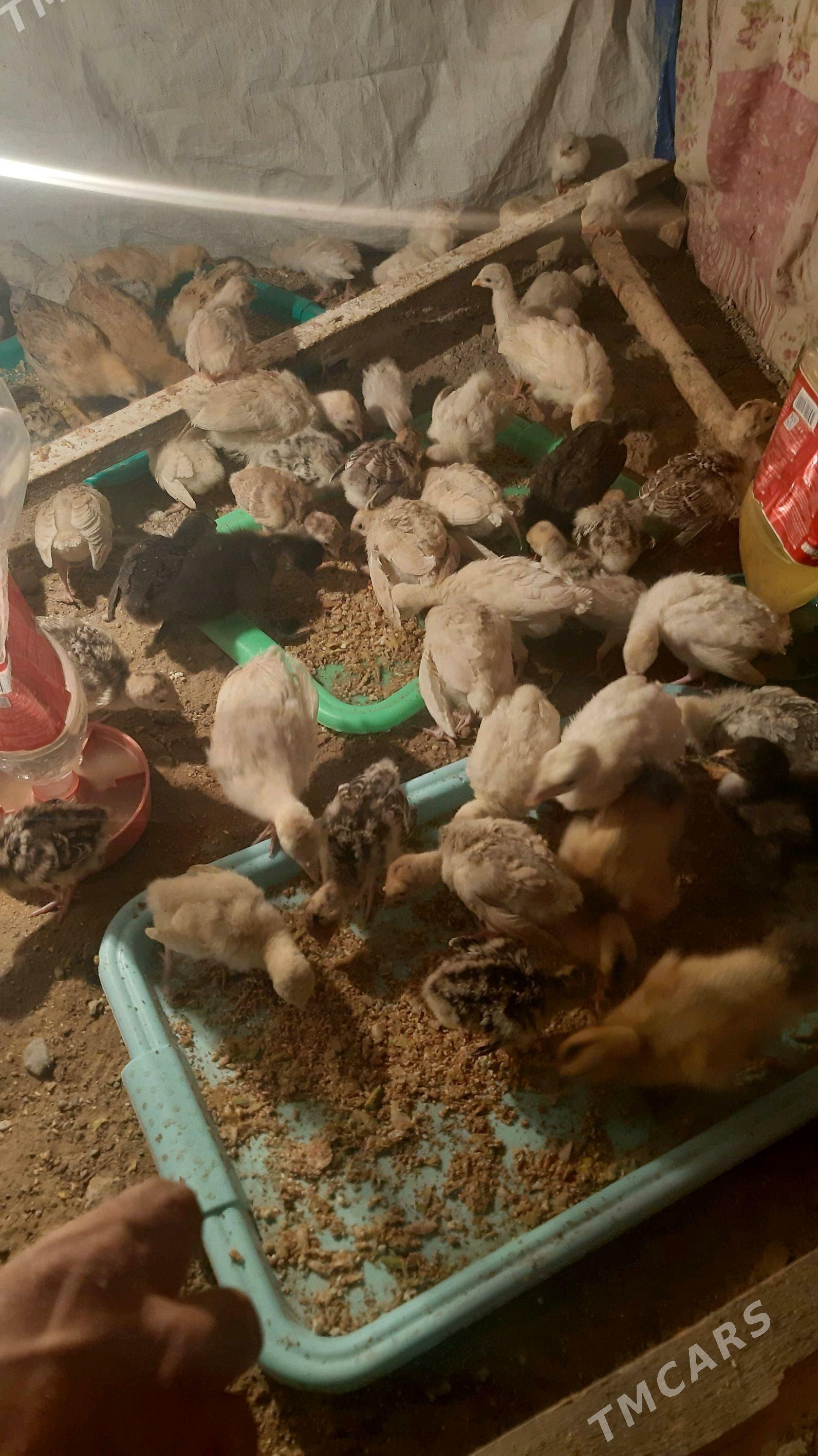 Ýeri Çogonly - Ашхабад - img 2