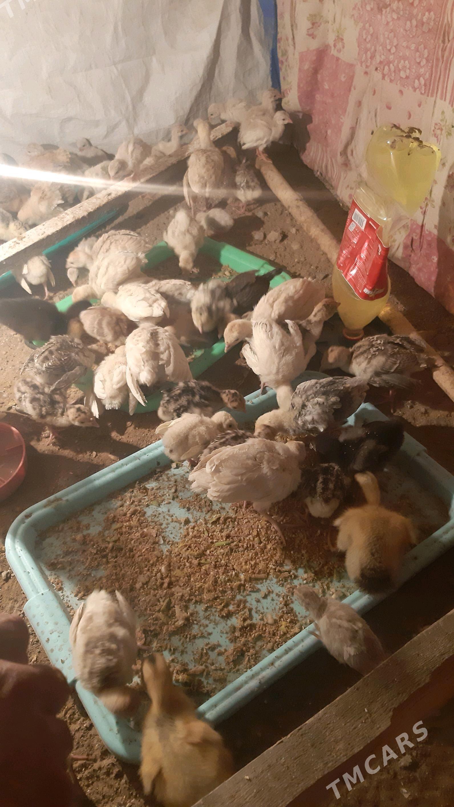 Ýeri Çogonly - Ашхабад - img 4