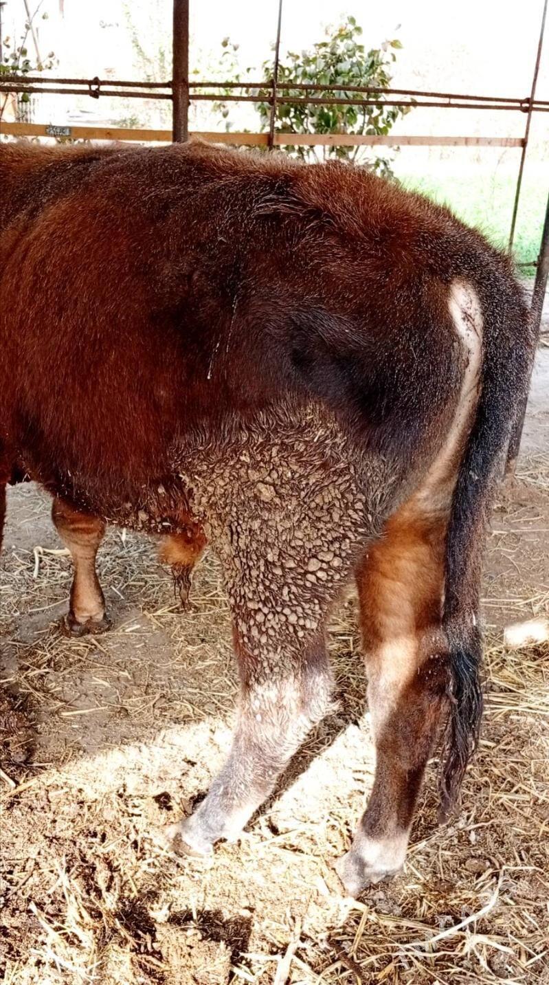 Baklyk okuzler - Туркменабат - img 4