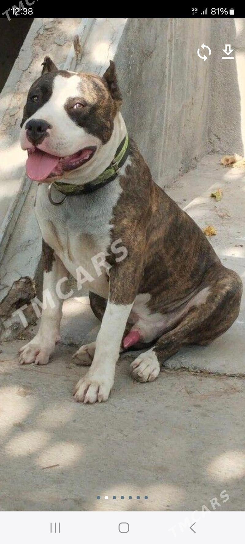 Pitbul   Амстаф - Türkmenabat - img 6