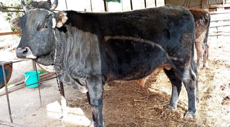 Baklyk okuzler - Туркменабат - img 2