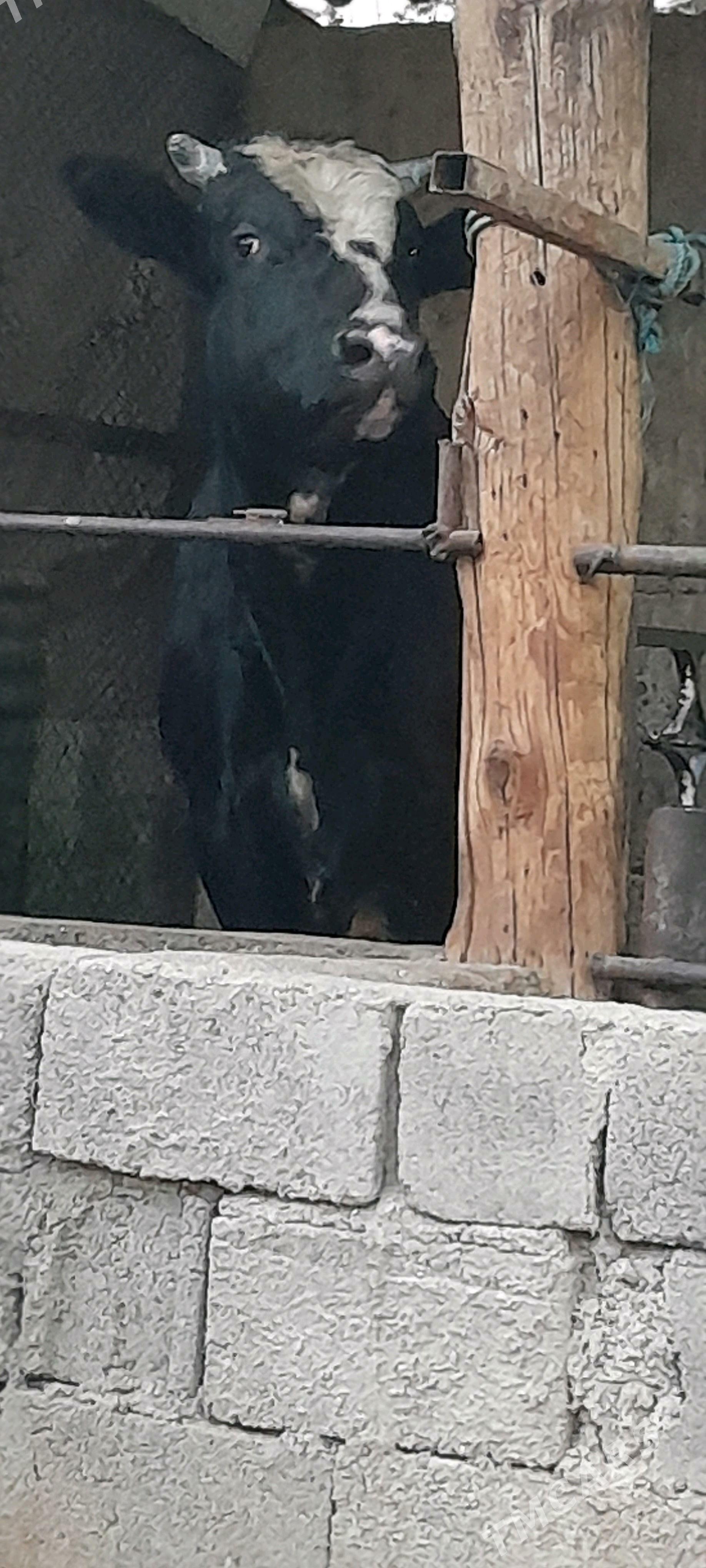 öküz - Бузмеин - img 1