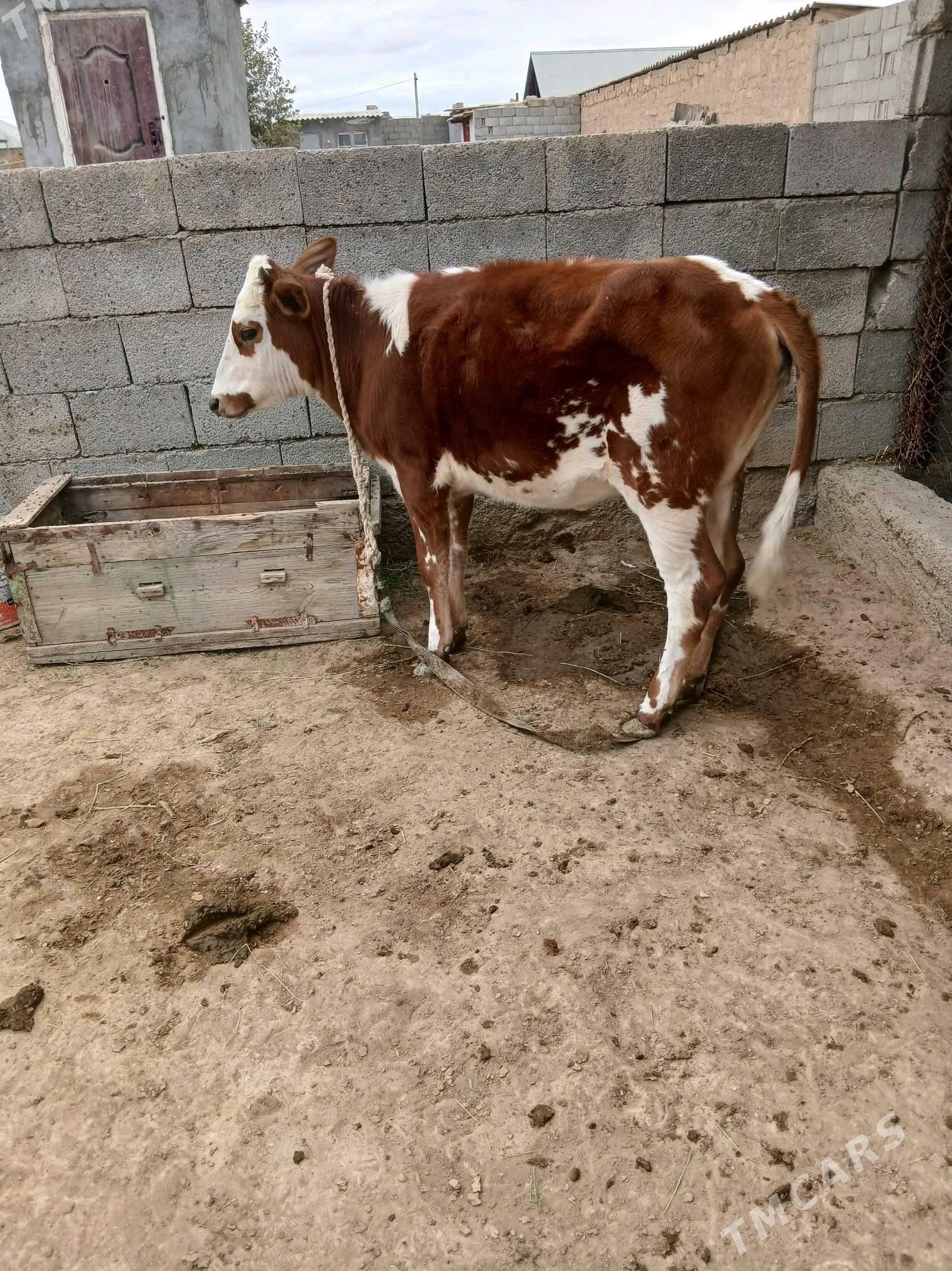 Tüwe - Яшлык - img 3