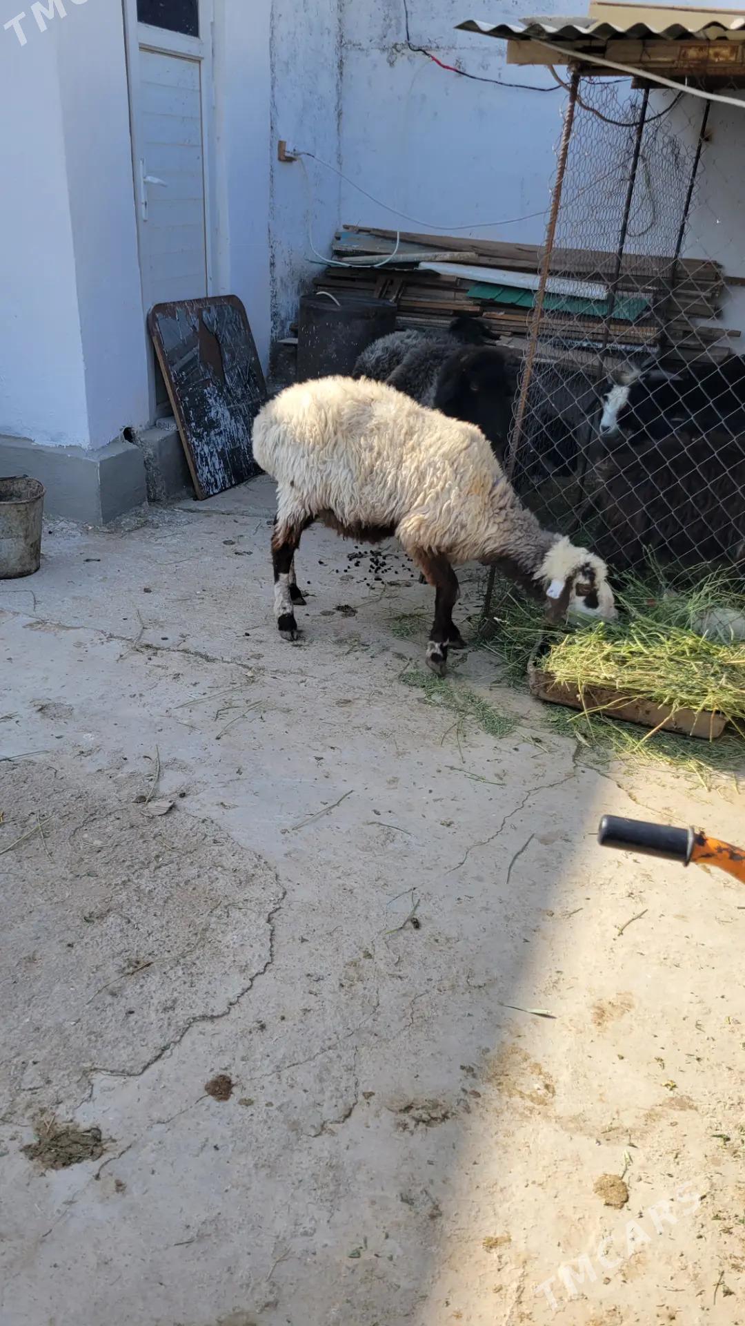 goyun garakoli - Ak bugdaý etraby - img 2