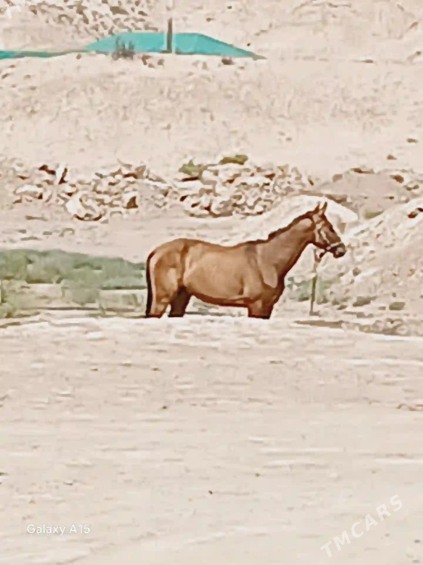 Ahalteke - Махтумкули - img 3