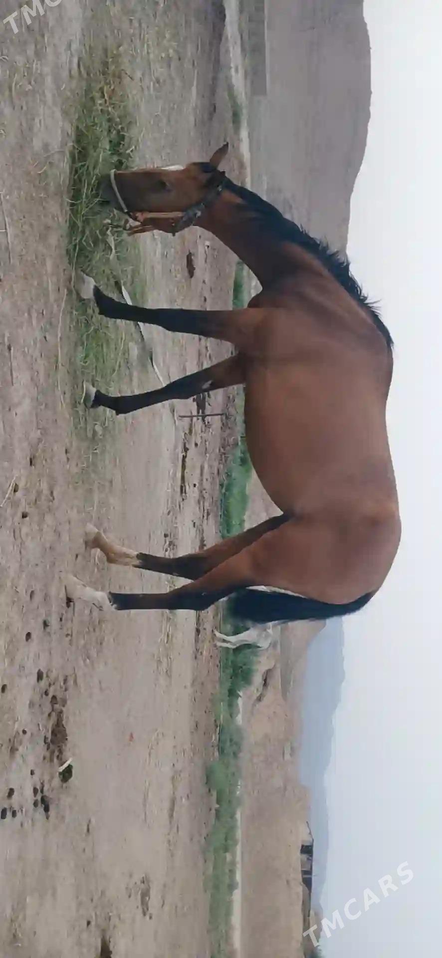 Ahalteke - Махтумкули - img 2