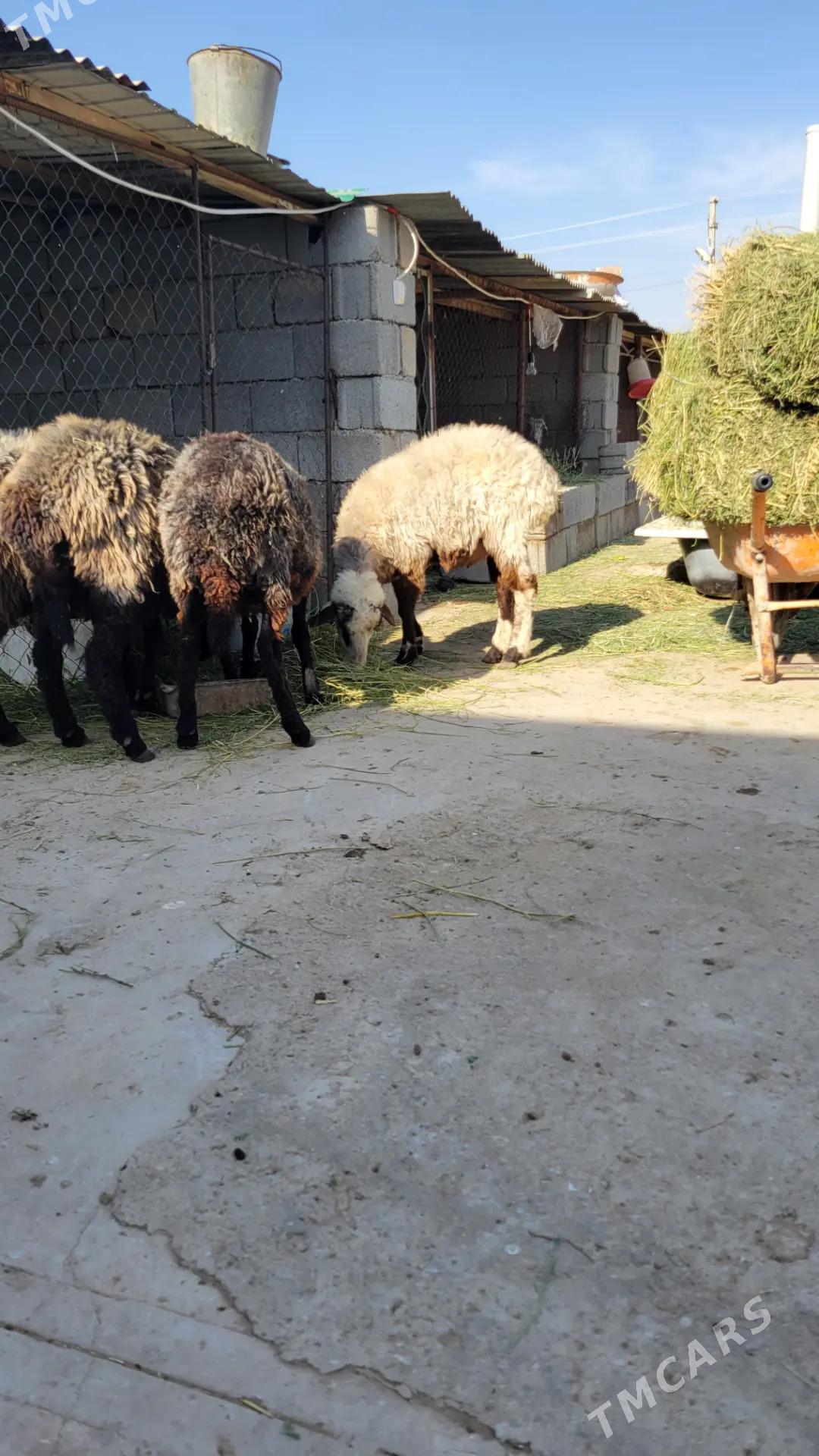 goyun garakoli - Ak bugdaý etraby - img 3