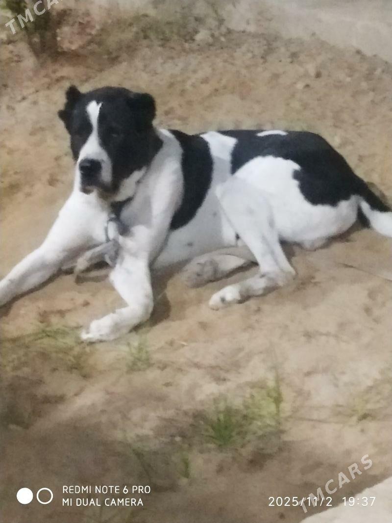 Milli miras. - Мары - img 2