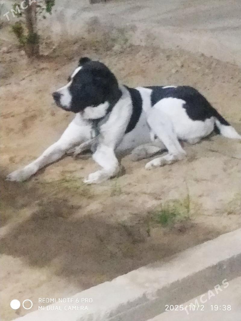 Milli miras. - Мары - img 4