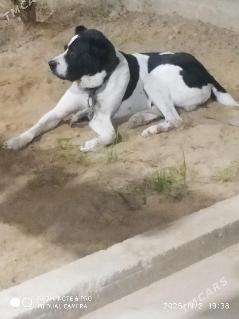 Milli miras. - Мары - img 1