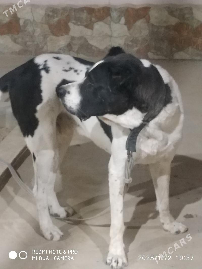 Milli miras. - Мары - img 3