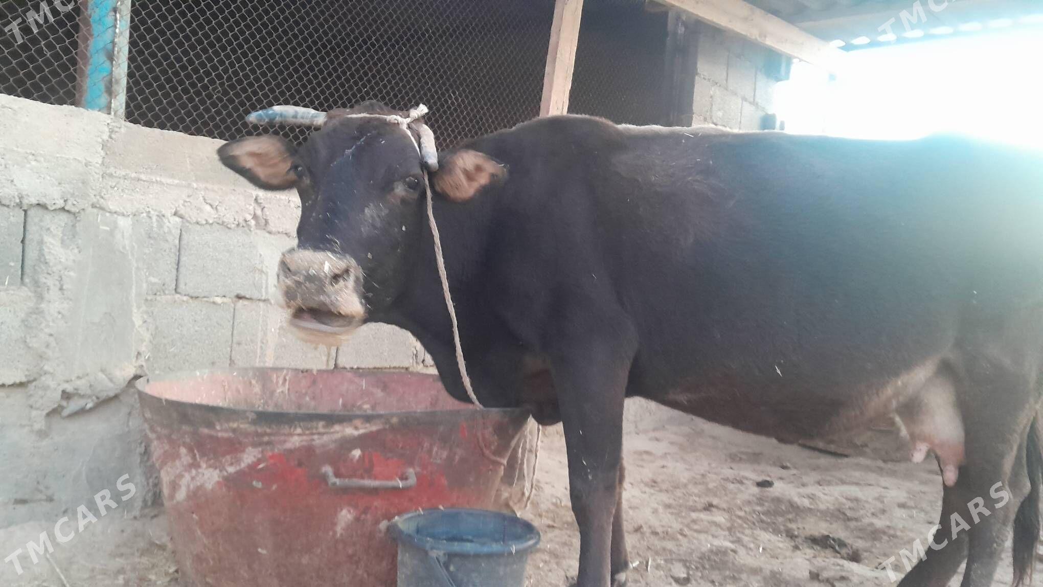 Şwes sygyr - Gyzylarbat - img 7