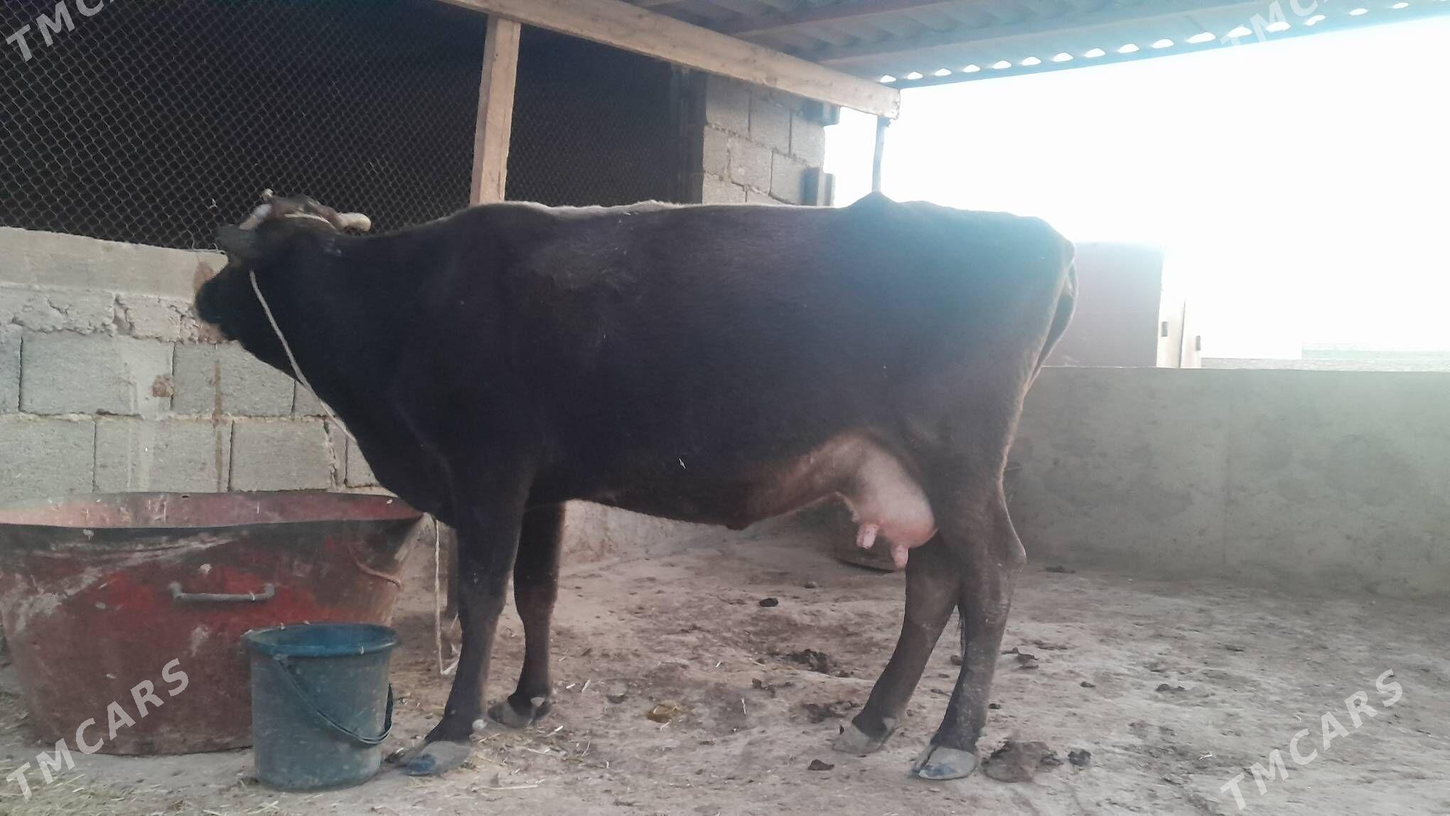 Şwes sygyr - Gyzylarbat - img 3