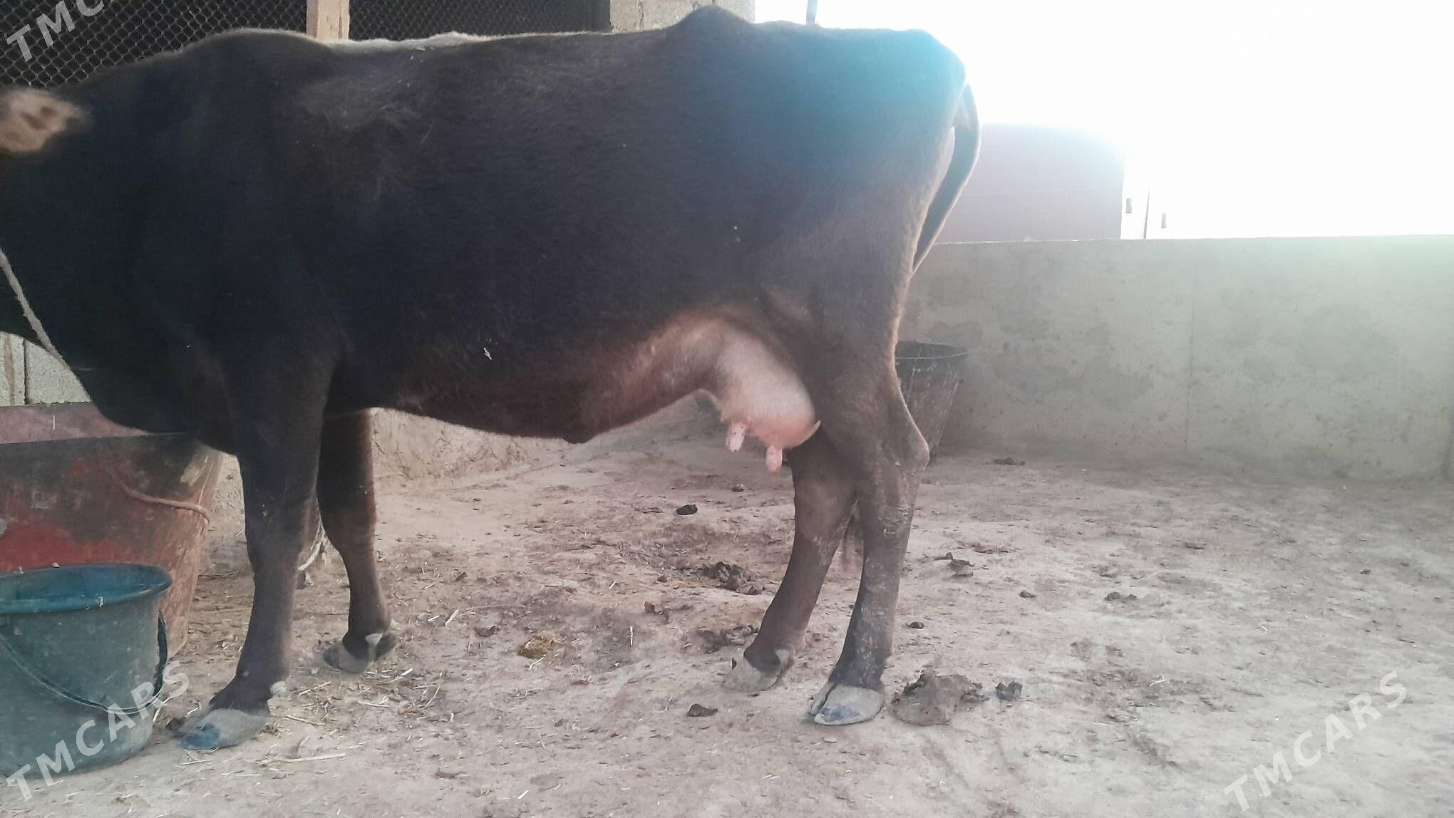 Şwes sygyr - Gyzylarbat - img 4