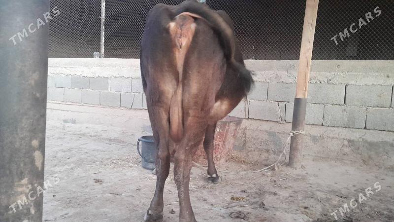 Şwes sygyr - Gyzylarbat - img 5