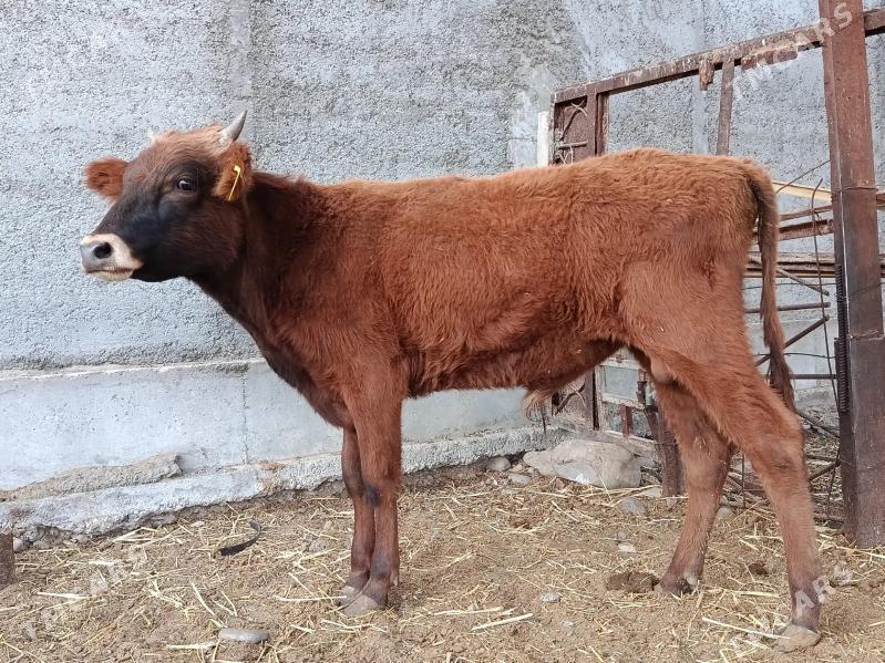 okuz - Гарадамак - img 2