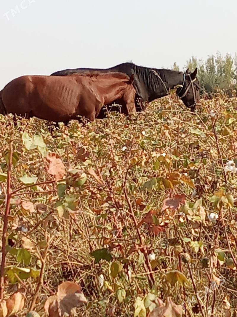 At - Койтендаг - img 3