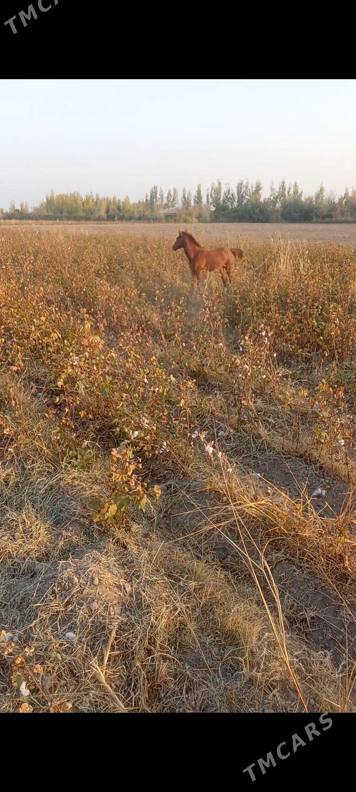 At - Койтендаг - img 2