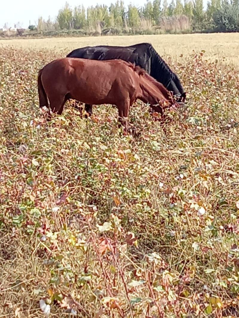 At - Койтендаг - img 4