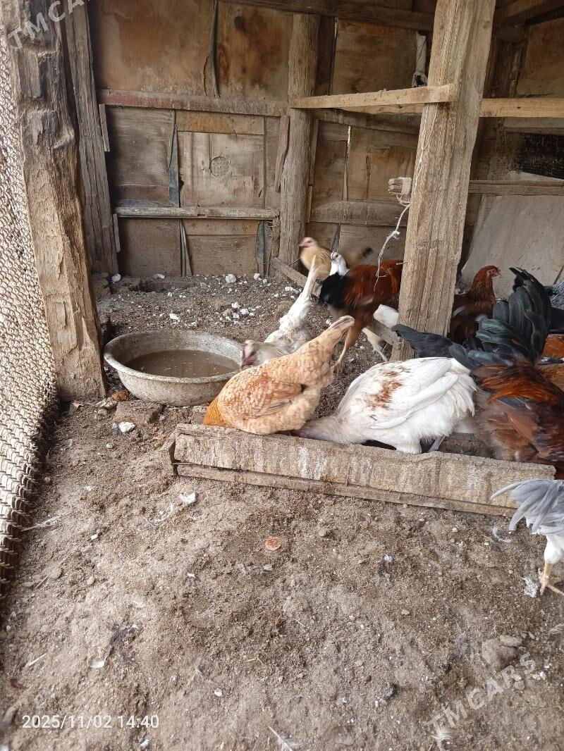 tavuk horaz - Türkmenabat - img 5