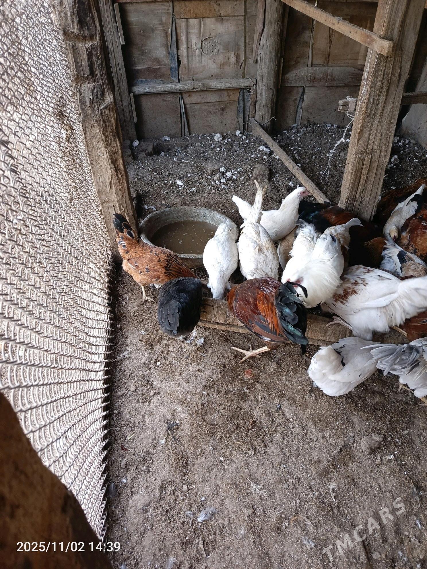 tavuk horaz - Türkmenabat - img 4