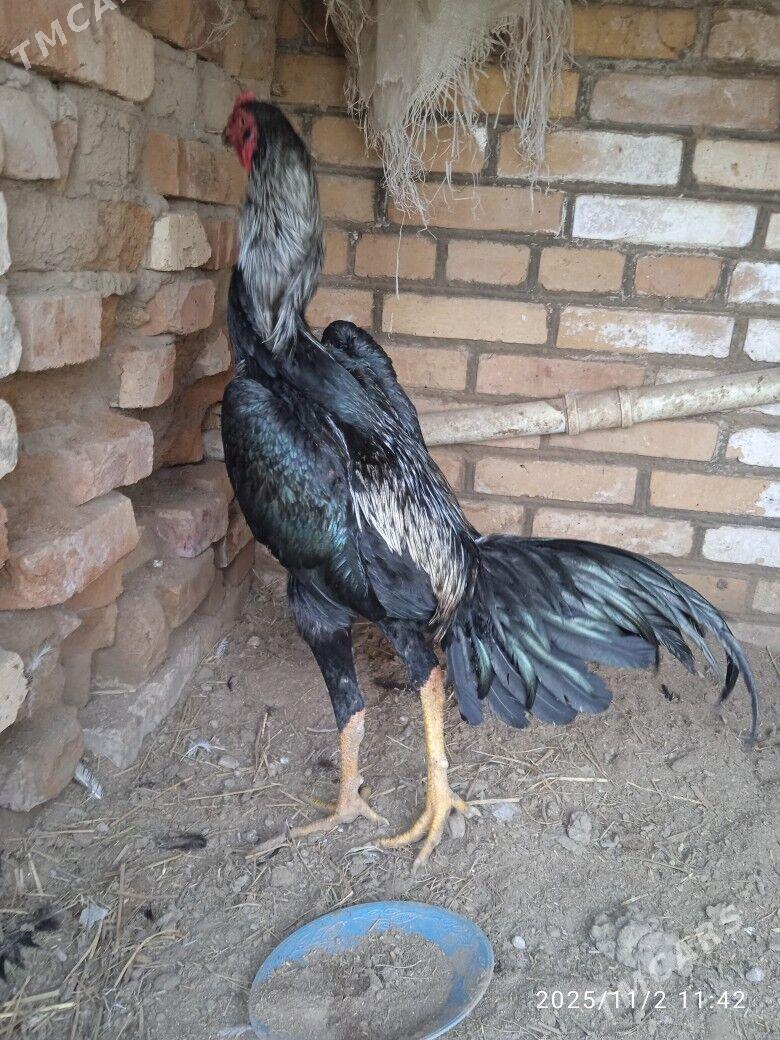 horaz - Керки - img 3