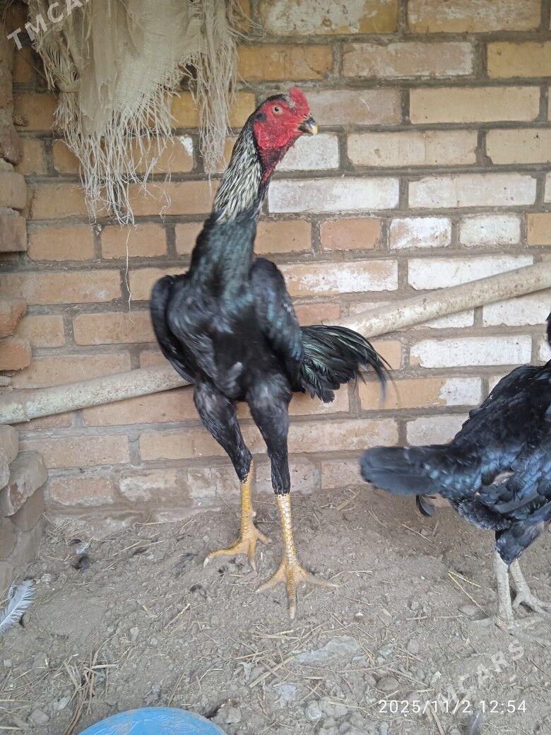 horaz - Керки - img 2