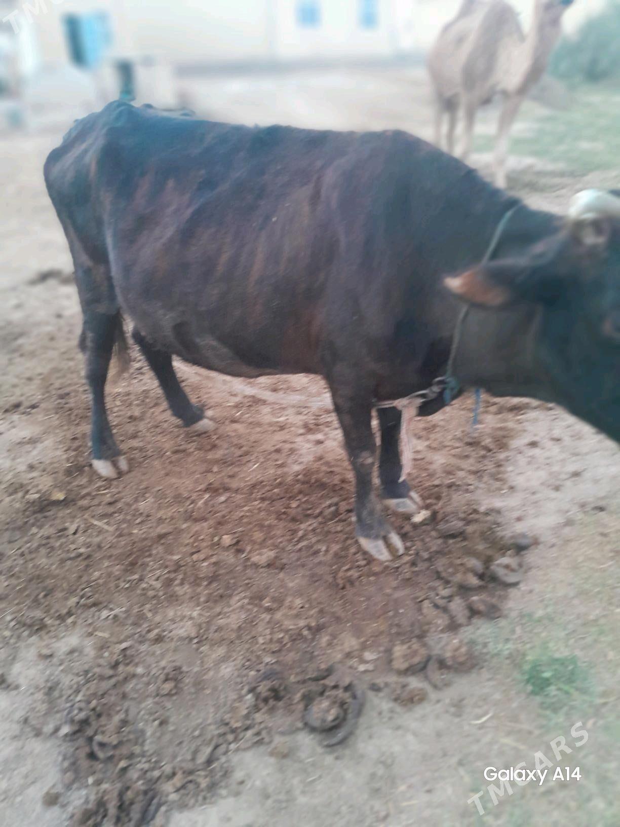 sygyr - Wekilbazar - img 2