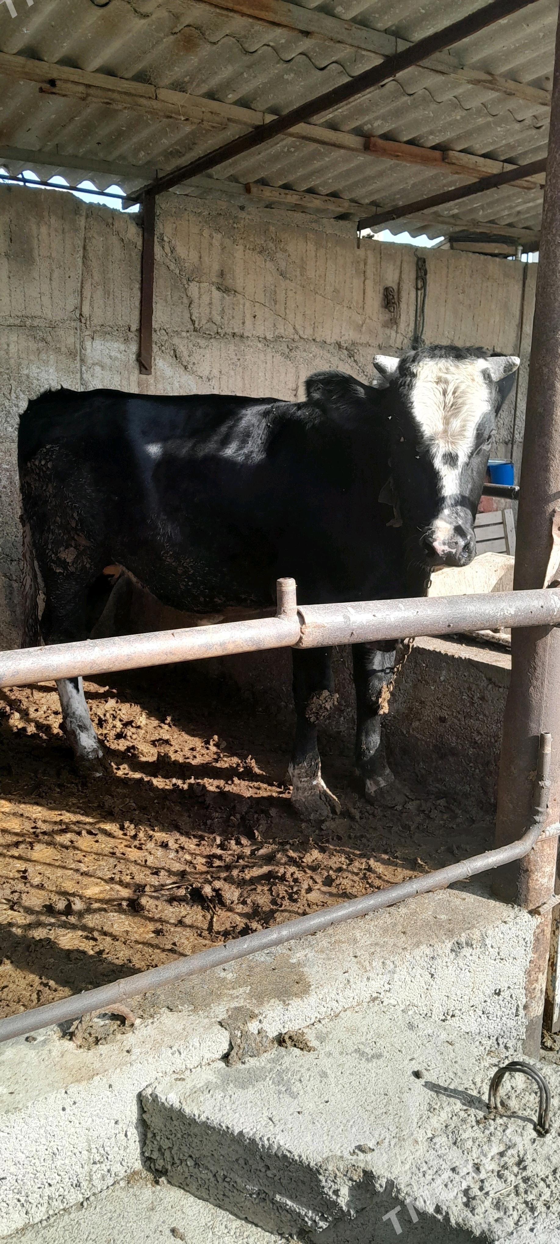 öküz - Бузмеин - img 3