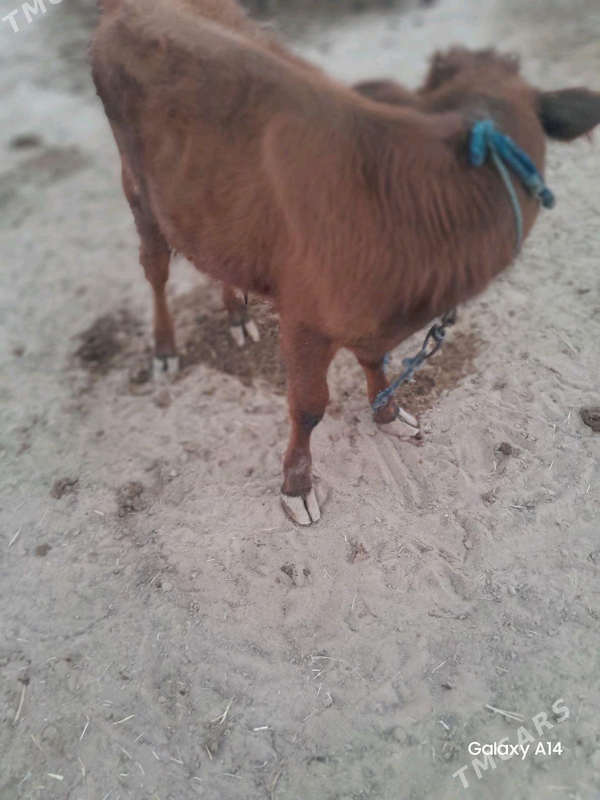 sygyr - Wekilbazar - img 3